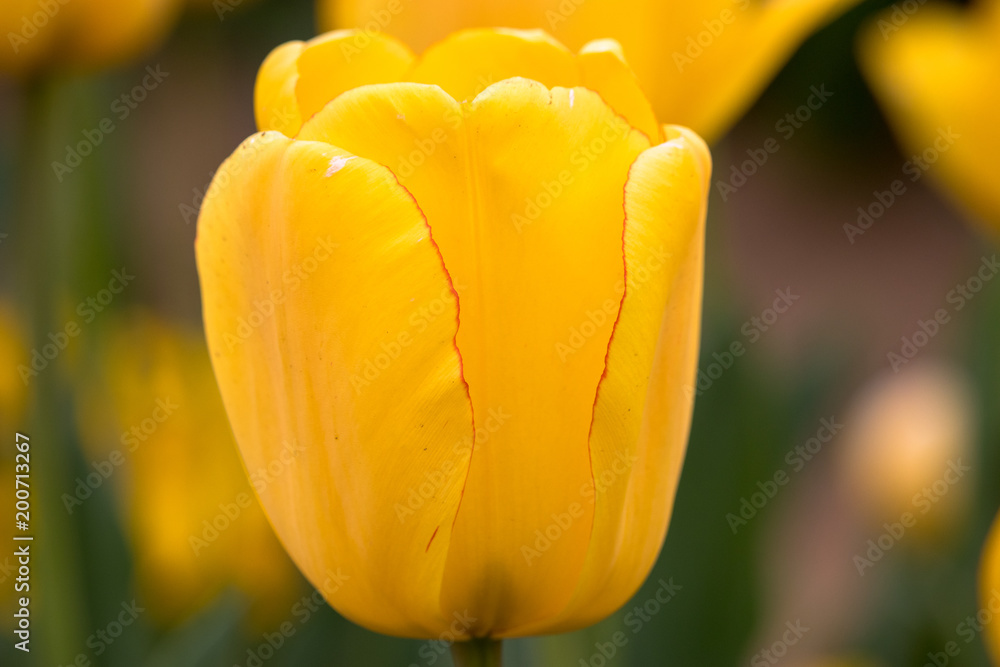 Tulip at Akebono Agricultural Park in Kashiwa City, Chiba Prefecture, Japan Tulip at Akebono Agricultural Park in Kashiwa City, Chiba Prefecture, Japan