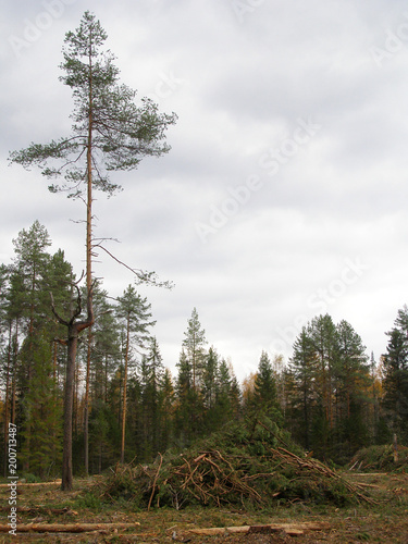 Forest felling in the old forest. Kostroma region, Russia