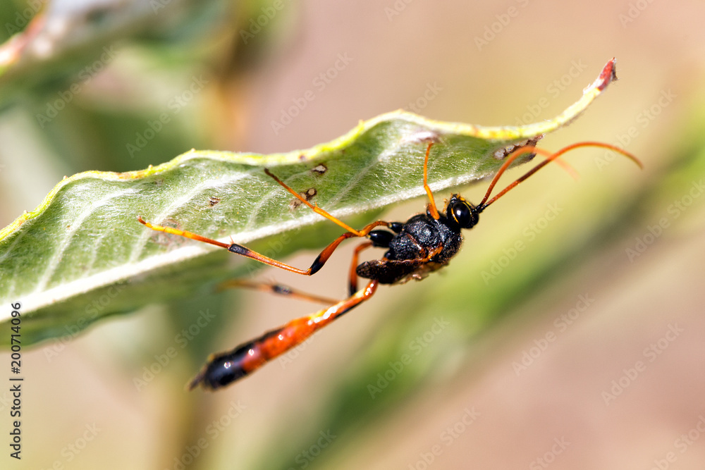Naklejka premium Scoliid wasp (Scoliidae)