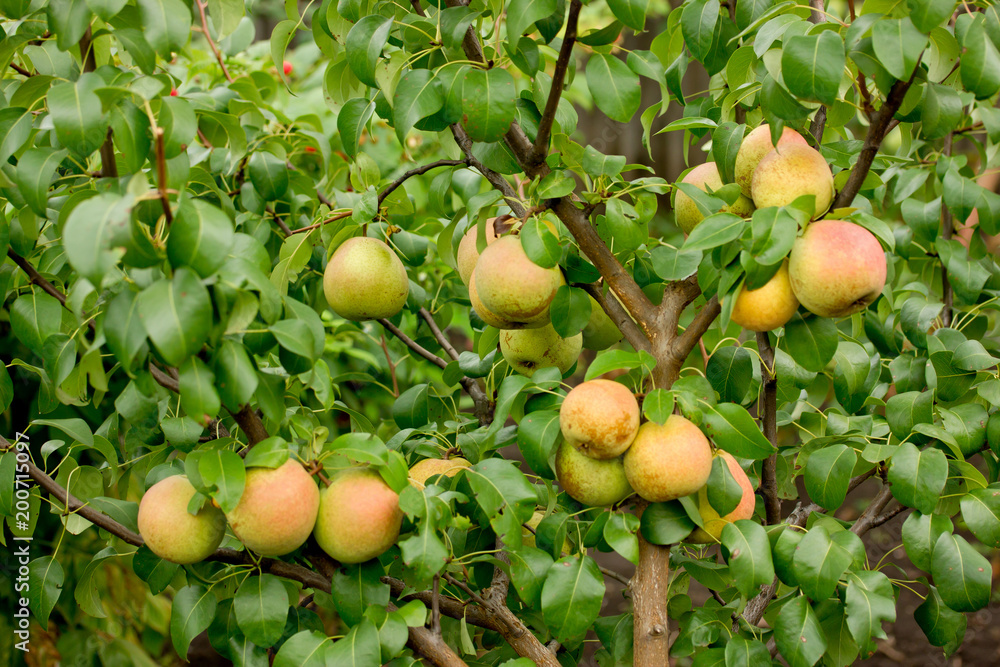 Apple pear growing on branch with green leaves in the summer garden Apple pear growing on branch with green leaves in the summer garden