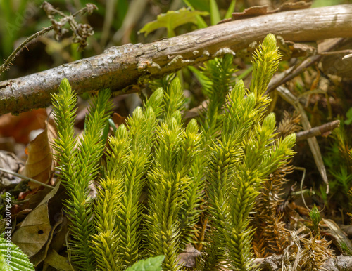 Ground pines Lycopodium Selago rare plant from Red List of Ukraine, Carpathian mountains, Ukraine. Huperzia selago