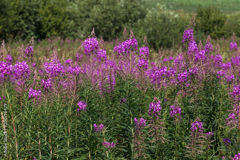 Obraz premium flowering willow-tea on a meadow