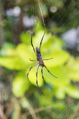 A very large golden orb spider in the seychelles mahe against a vivid vibrant green tropical jungle setting. The golden orb has very long legs and big web.