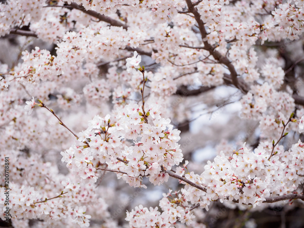 Close-up of pale pink Somei Yoshino Sakura flowers covering the branches of an entire tree, during the cherry blossom viewing festival Hanami. Shallow focus. Nagoya, Japan. Travel and nature concept. Close-up of pale pink Somei Yoshino Sakura flowers covering the branches of an entire tree, during the cherry blossom viewing festival Hanami. Shallow focus. Nagoya, Japan. Travel and nature concept.