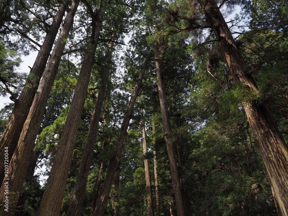 Fototapeta premium 高野山