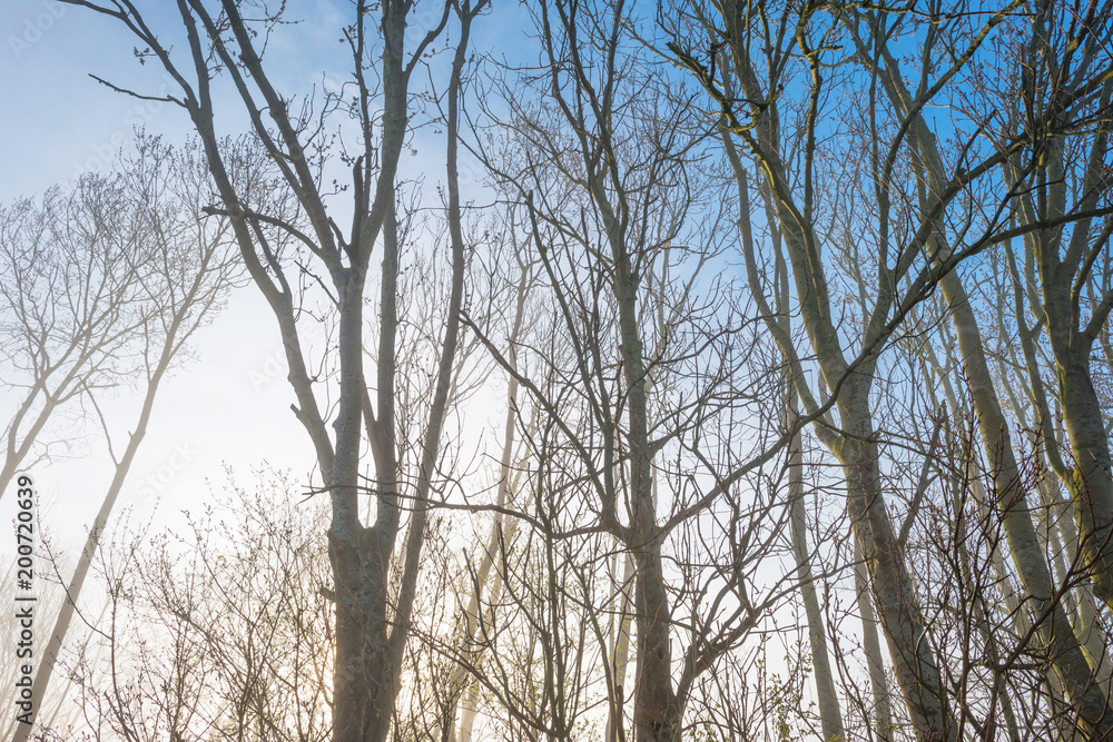 Trees in a foggy field in sunlight in spring Trees in a foggy field in sunlight in spring