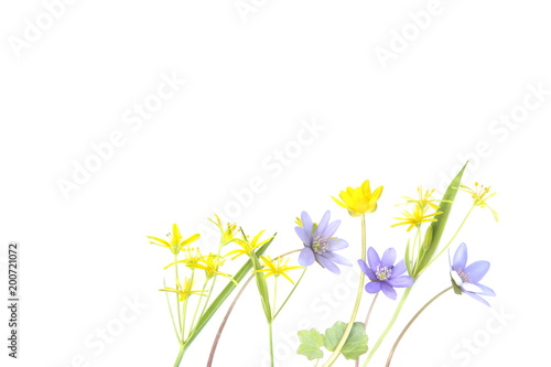 Spring forest flowers isolated on white background. Small, yellow and blue, wild flowers on white. © vaitekune