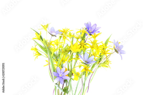 Spring forest flowers isolated on white background. Small, yellow and blue, wild flowers on white.