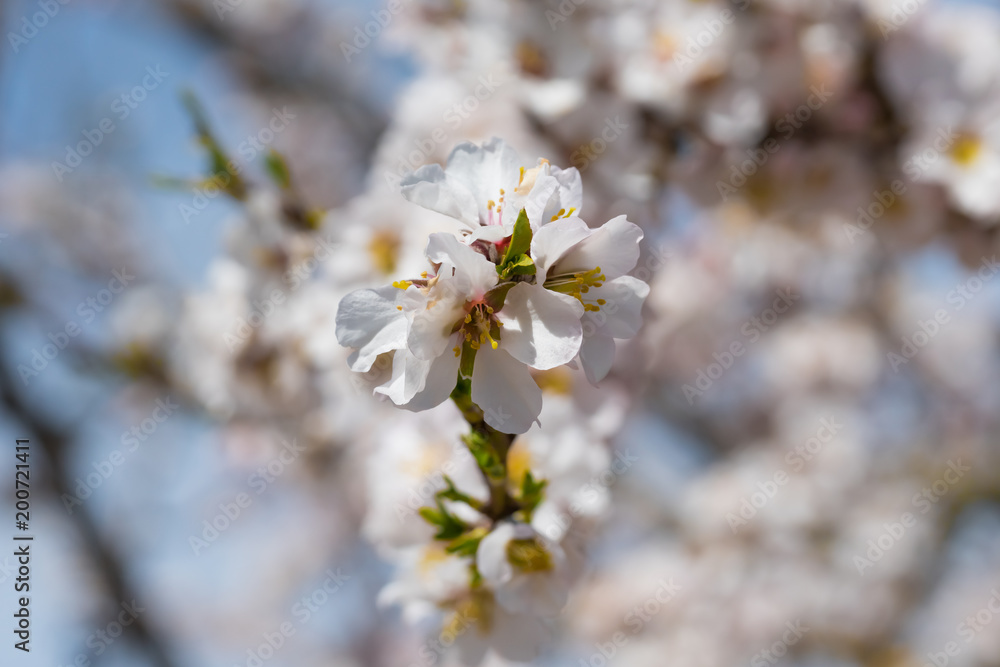 Obraz premium Flores de almendro