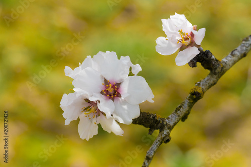 Flores de árbol de almedro en primavera photo