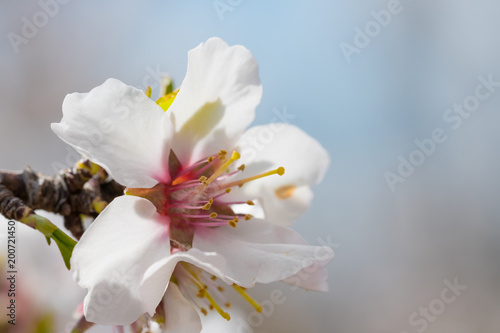 Flor de árbol de almendro