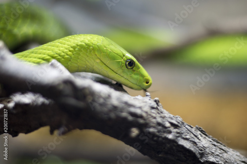 The Green Snake