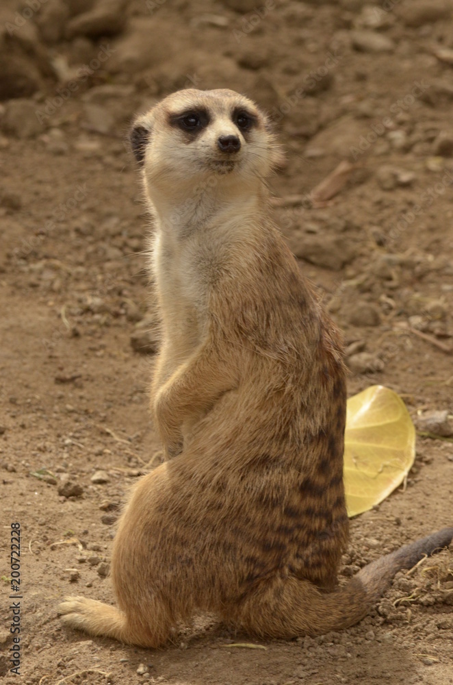 Fototapeta premium Meerkat IV