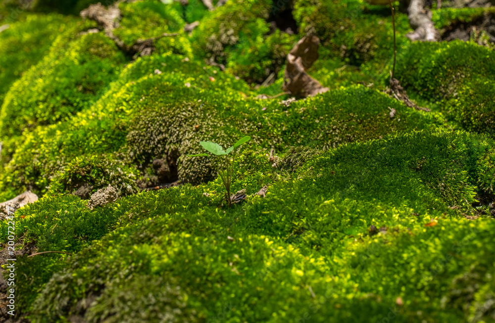 Obraz premium Landscape made of moss