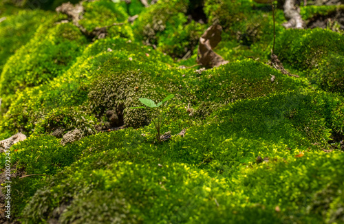 Landscape made of moss