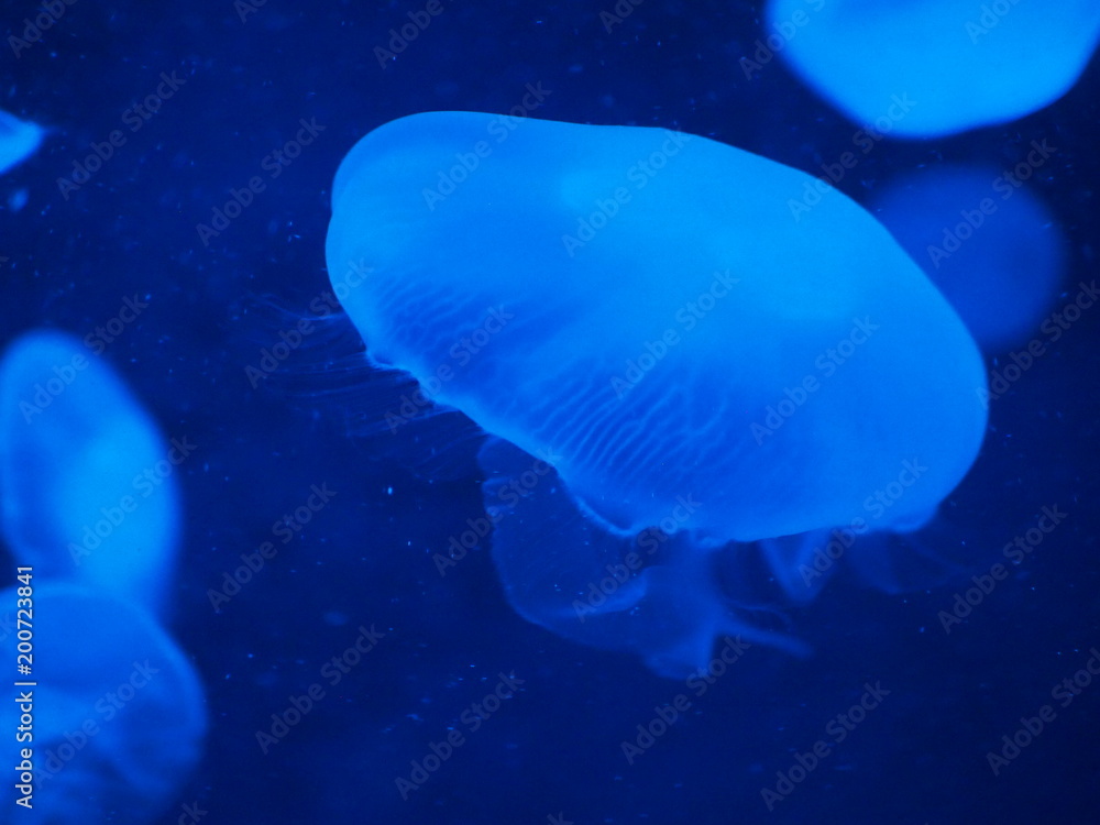水族館 水族館