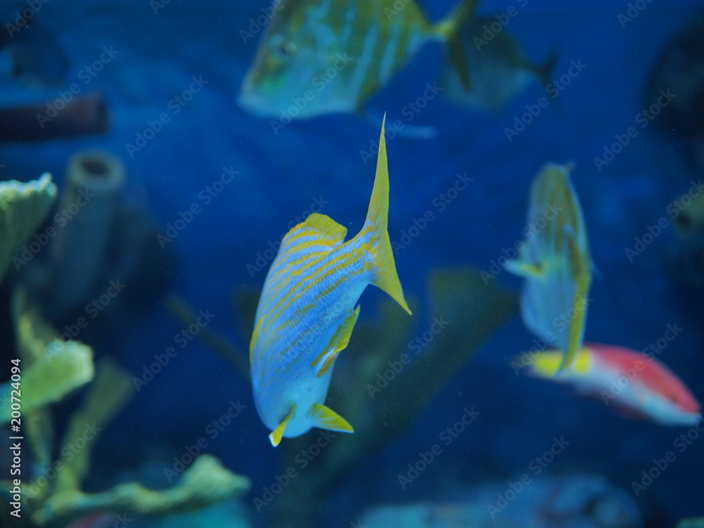 水族館 水族館