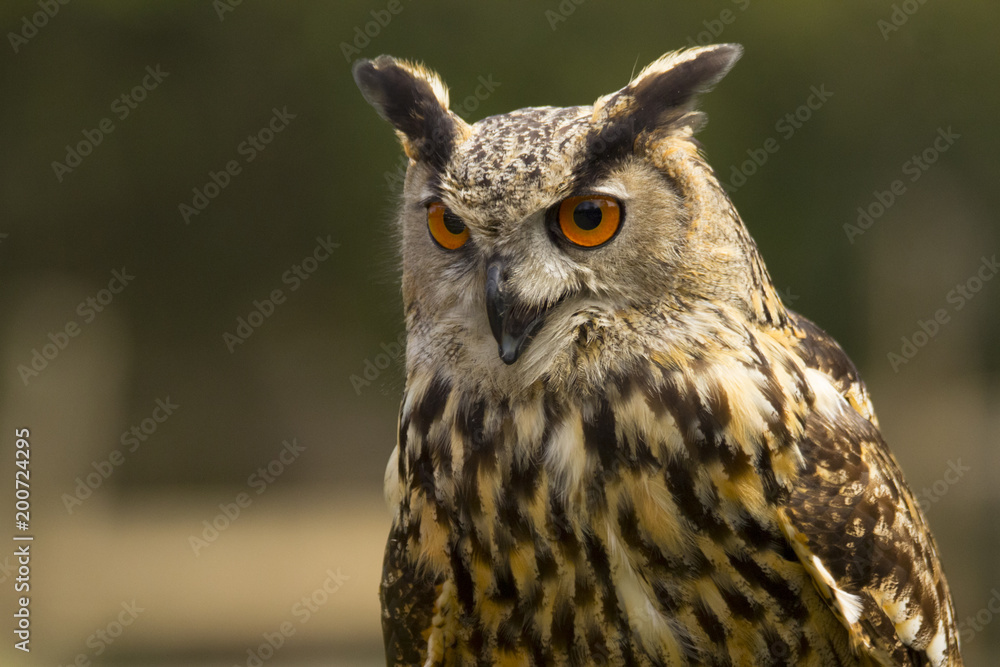 Royal owl Royal owl