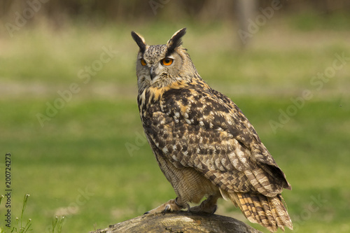 Royal owl