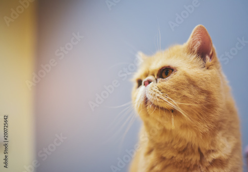 Fotografija One orange yellow cat is drooling out of his mouth and looking at what he wants