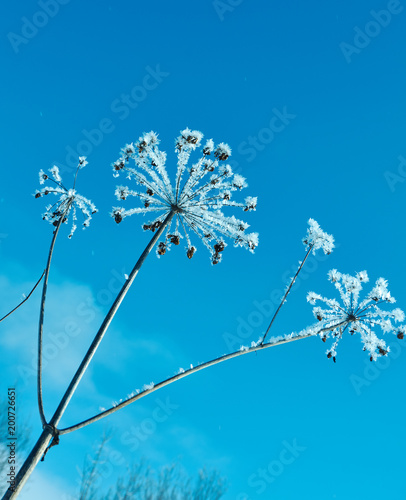 Crystal snow-flowers