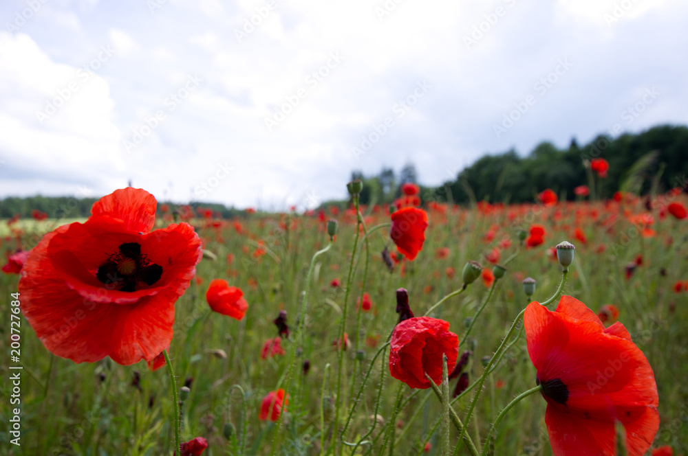 Naklejka premium Czerwony mak kukurydziany kwitnienia na zielonej łące w lecie