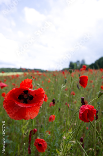 Rot blühender Klatschmohn auf einer grünen Wiese im Sommer