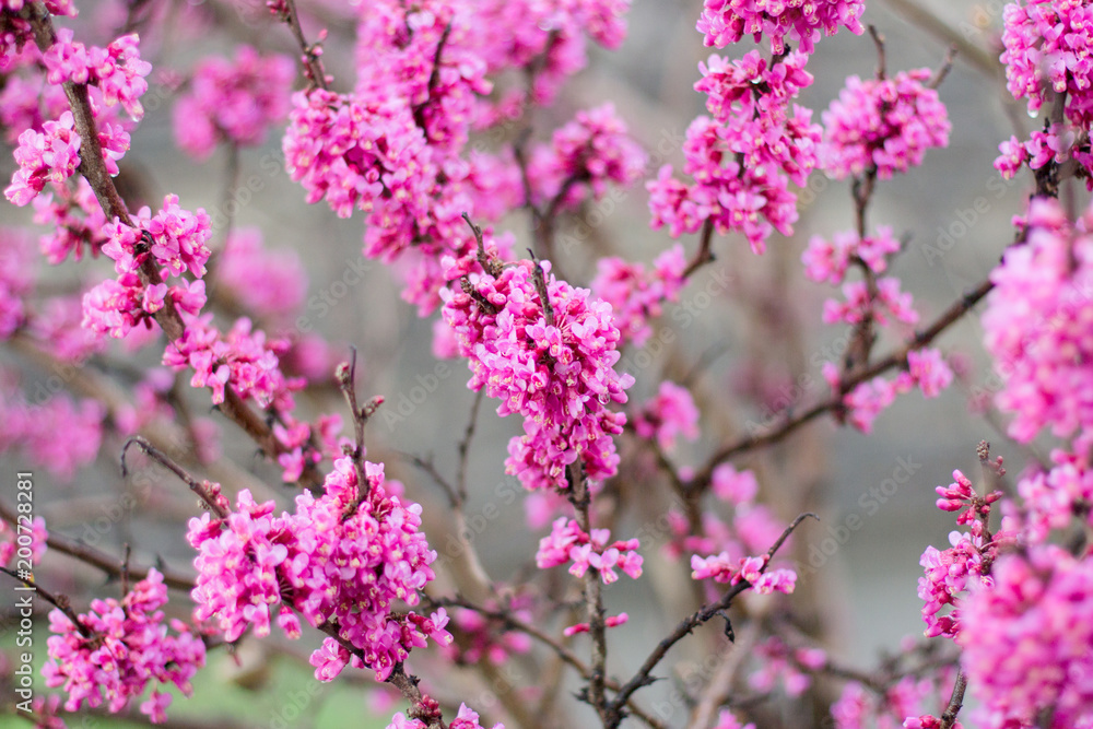 Bush with pink flowers in spring Bush with pink flowers in spring