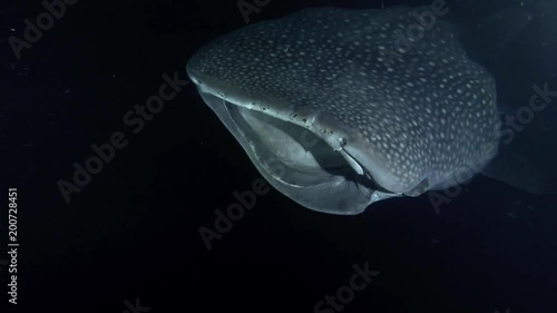 Whale Shark (Rhincodon typus) with open mouth feeding krill in the night, Indian Ocean, Maldives, Asia
 photo