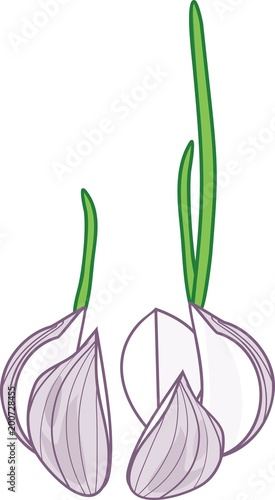 Sprouted garlic cloves on white background