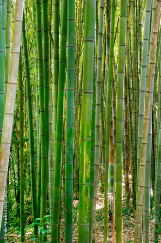 Green Bamboo Natural Background. Vertical photo. 