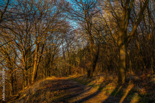Fototapeta Naklejka Na Ścianę i Meble -  Goldene Stunde im Wald - Golden hour in the woodlands