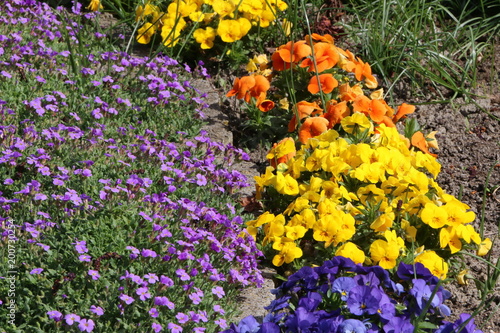 Spring garden, Frühlingsgarten mit Blaukissen und Hornveilchen