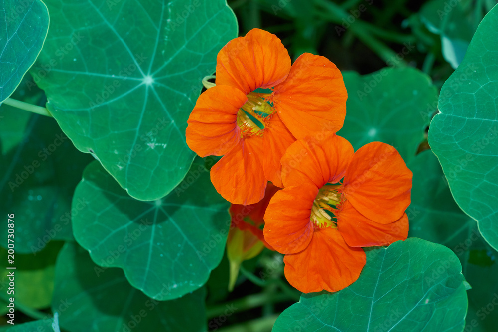 Kapuzinerkresse mit oranger Blüte ist essbar Kapuzinerkresse mit oranger Blüte ist essbar