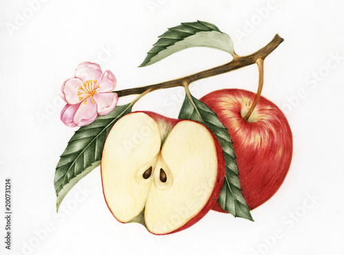 Illustration of red apple photo