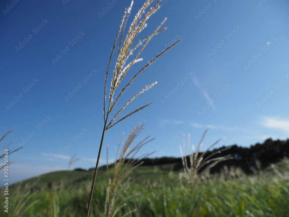 Obraz premium すすき