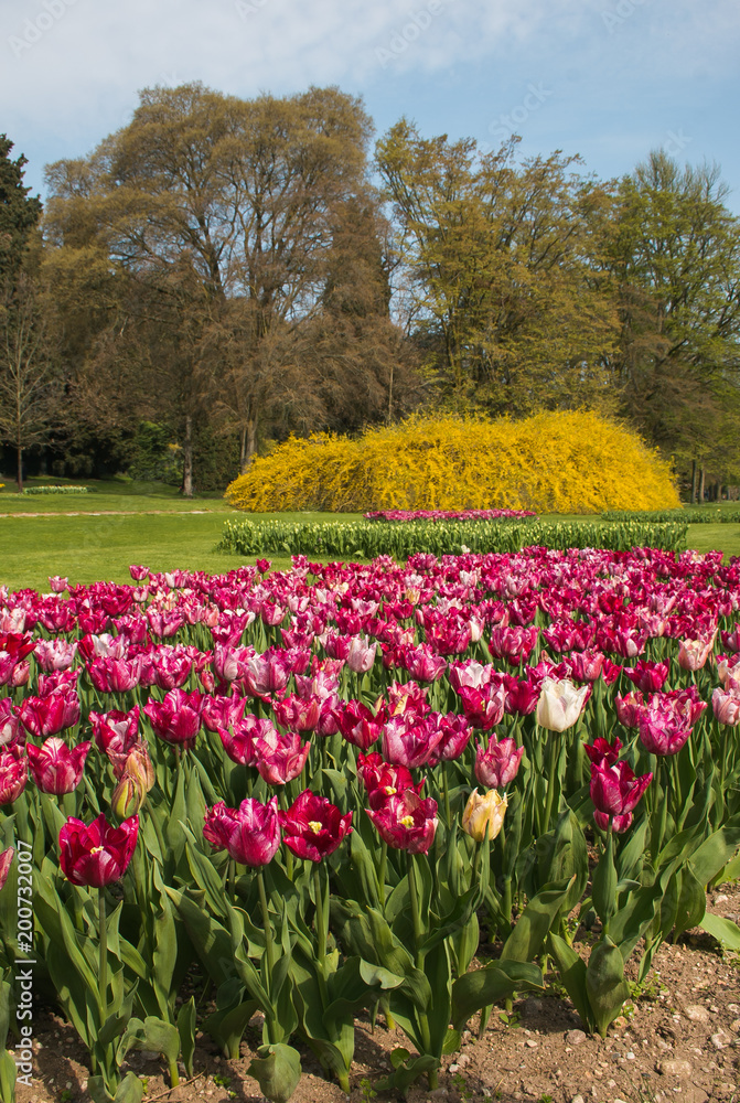 Benvenuta primavera: splendido parco con i tulipani fioriti