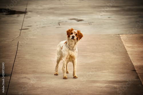abandoned dog, focus on solitary animal