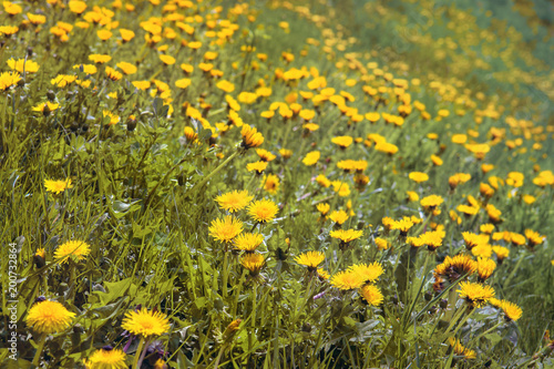 Fototapeta Naklejka Na Ścianę i Meble -  field of yellow dandelions, background picture of beautiful spring flowers