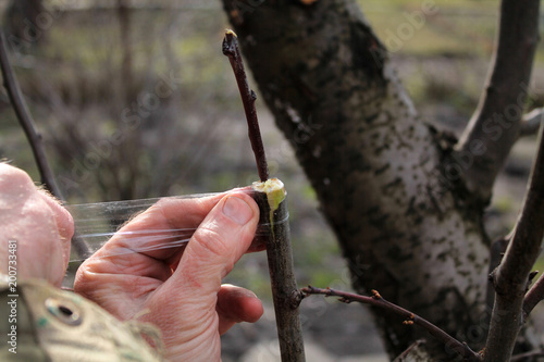Grafting fruit tree in cleft using cuttings. Gardener uses grafting tape. Closeup.