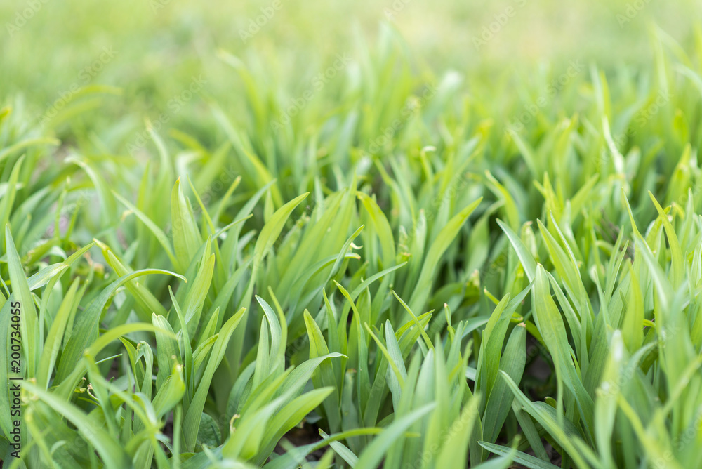Grass background. Green grass texture Grass background. Green grass texture
