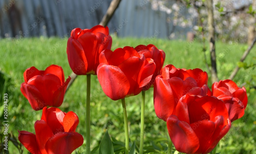 Obraz premium tulips
