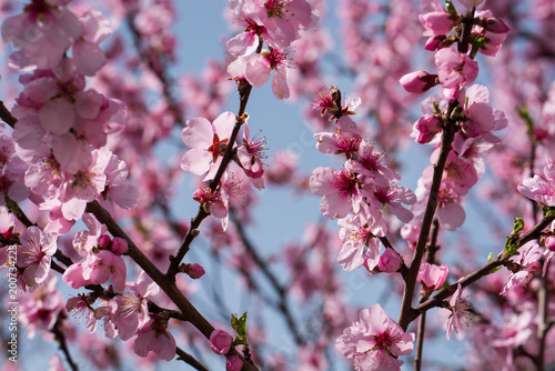 Single almond tree blossoms