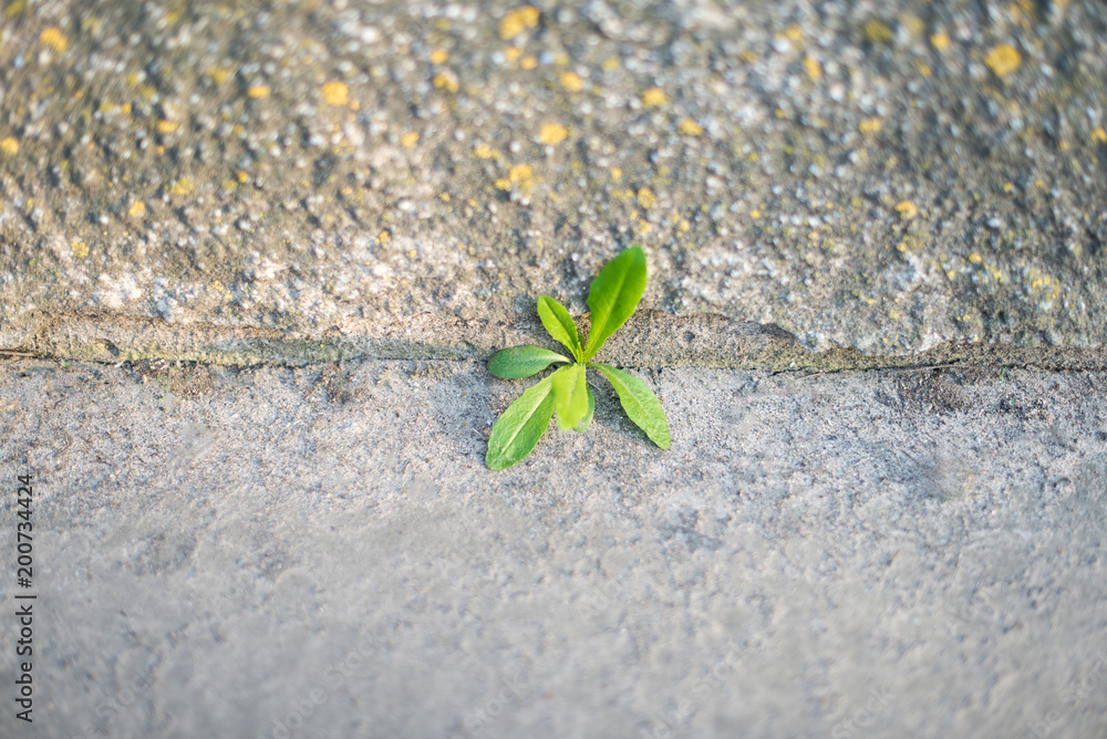 Grass broke through the crack in the pavement. Power of nature
