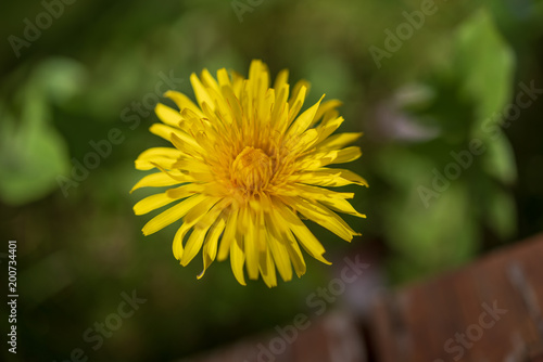 dandelion blossom flower in my garden