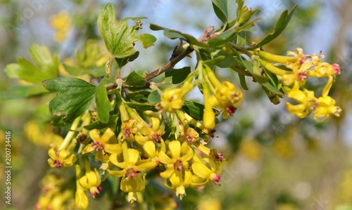 Wallpaper Mural poppies Torontodigital.ca