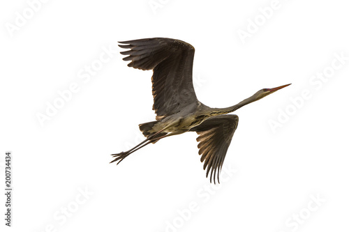 large waterfowl Ardea cinerea has stretched wings  isolated on white background