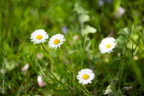 Closeup on a daiy in my garden