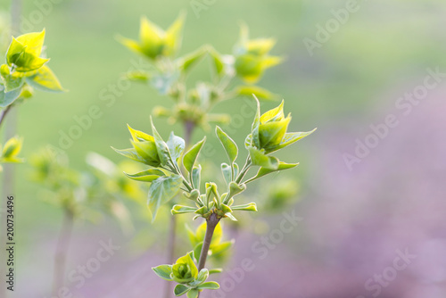 green leaf photo