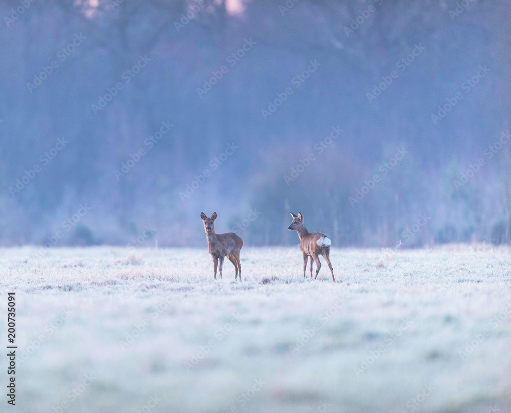 Two roe deer in frozen field at dawn. Two roe deer in frozen field at dawn.
